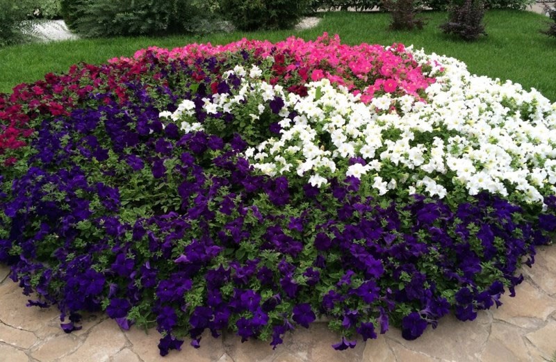 cama de flores de petunias