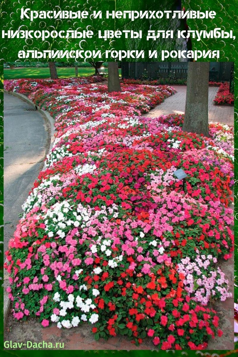flores de tamaño insuficiente para macizos de flores