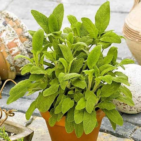 Sage officinalis creciendo a través de plántulas