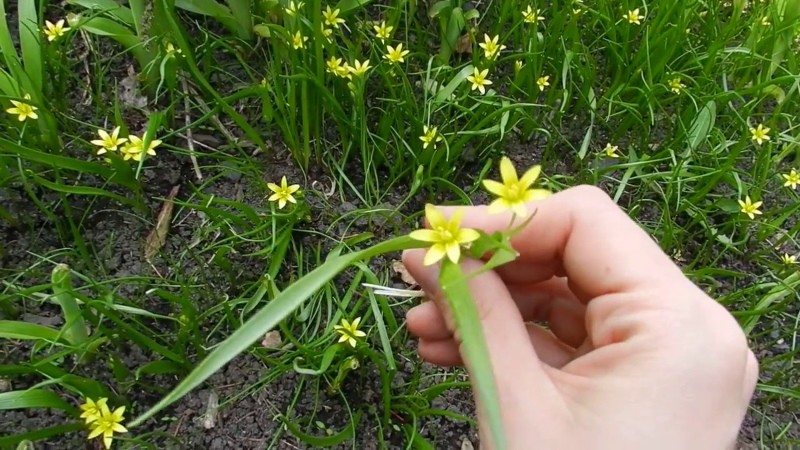 comment se débarrasser des oignons d'oie dans le jardin