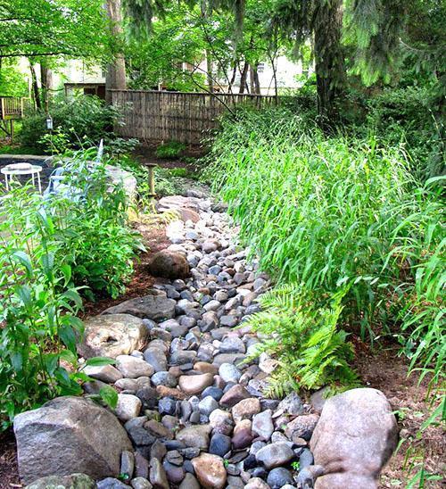 plantes le long du ruisseau