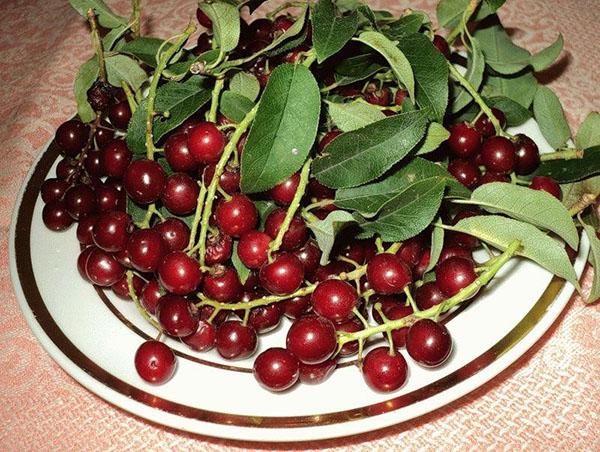 propiedades útiles de la cereza de pájaro rojo