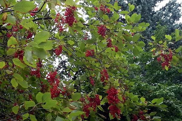 cerisier des oiseaux rouge en fruits
