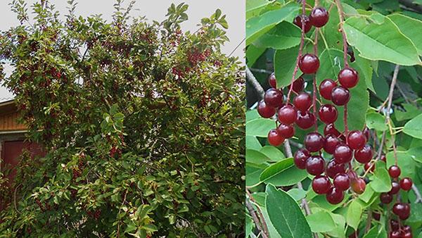 arbre et fruits de cerisier rouge