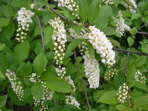 cerisier des oiseaux rouge en fleurs