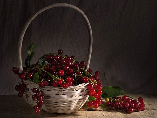 bayas maduras de cereza pájaro rojo