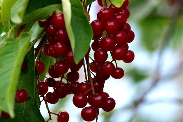 le top dressing affecte le rendement du cerisier des oiseaux rouge