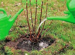 ¿Consejos para cuando es el mejor momento para plantar grosellas rojas?