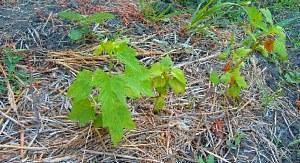 Paillage des groseilles après la plantation