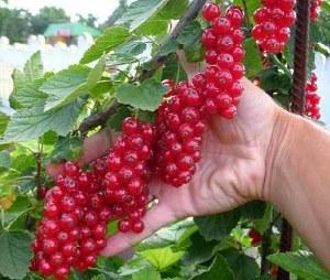 Grappes de groseilles rouges cultivées dans le pays photo