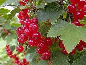 Instructions pour bien planter les groseilles rouges à l'automne