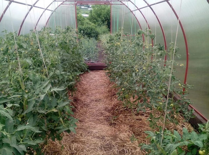 cuidado del tomate de invernadero