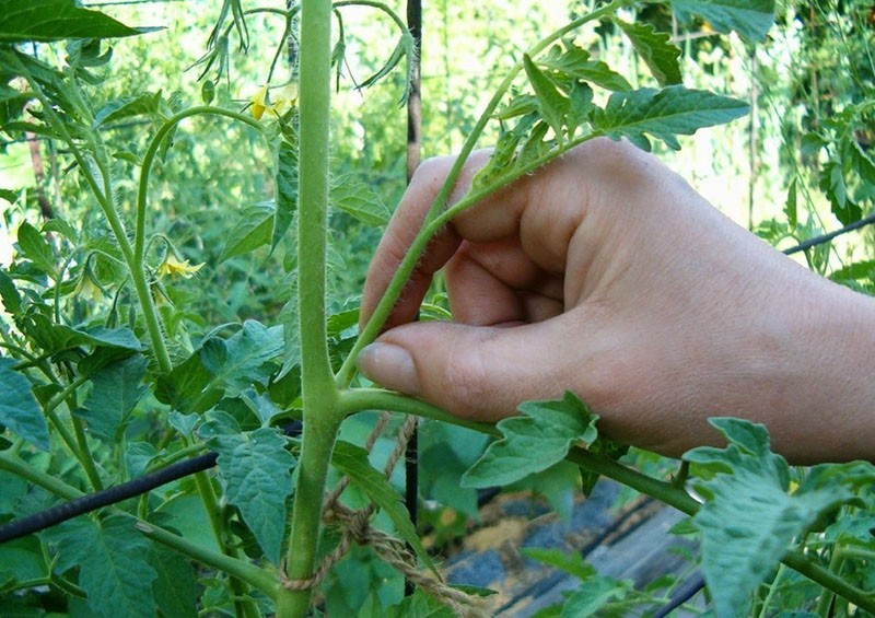 formación de arbustos de tomate