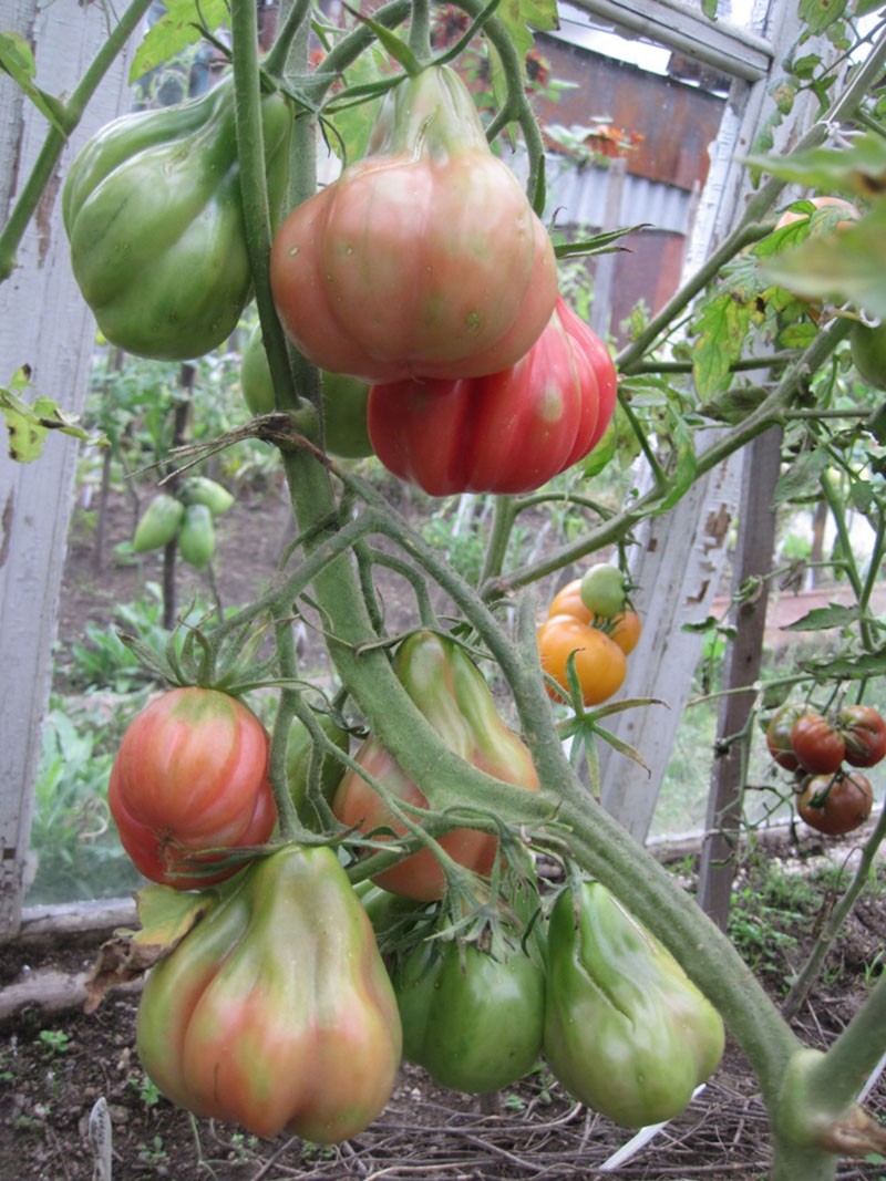 tomates jarretelles en serre