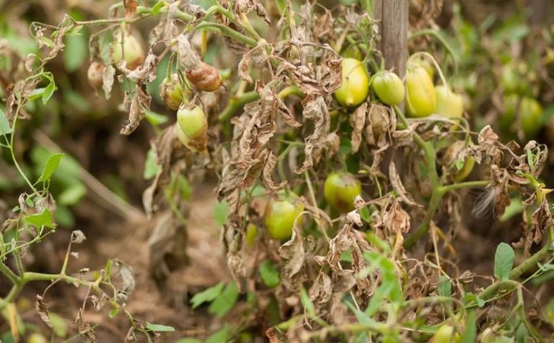 mildiou sur les tomates