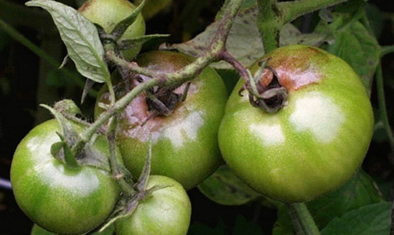 infestación de tomates con pudrición apical