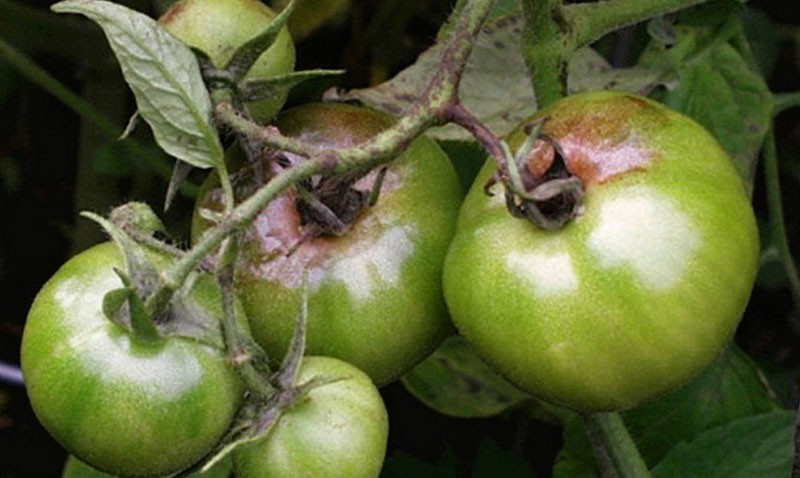 infestation de tomates par pourriture apicale