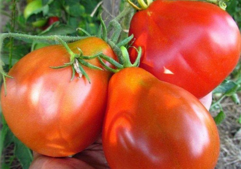 frutos de tomates de una forma inusual