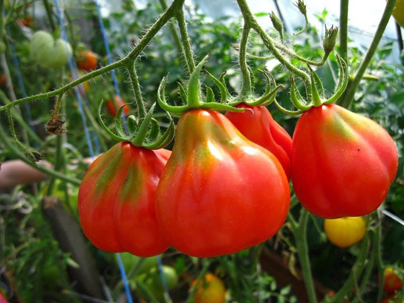 variedad tomate trufa japonesa roja