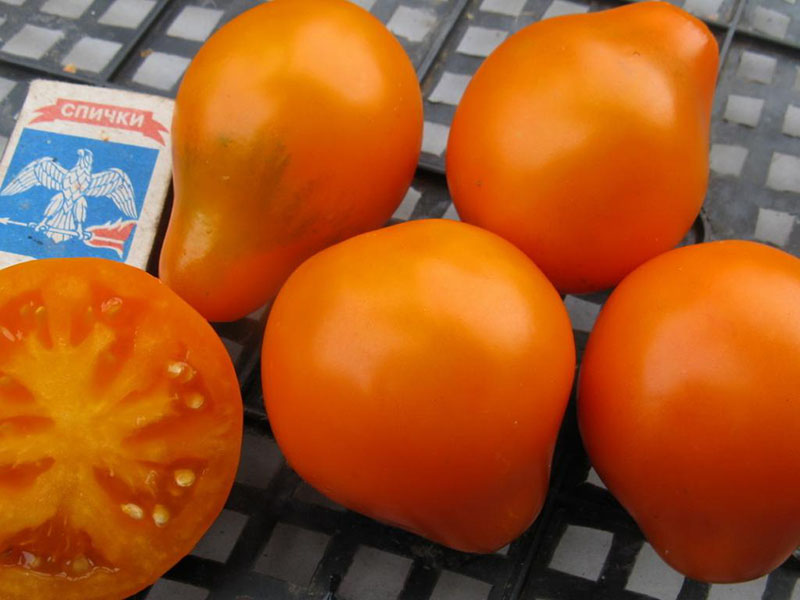 variété tomate truffe japonaise orange