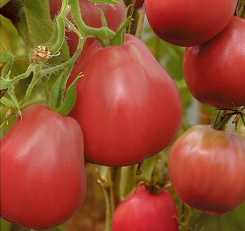 cultivo de tomates en invernadero