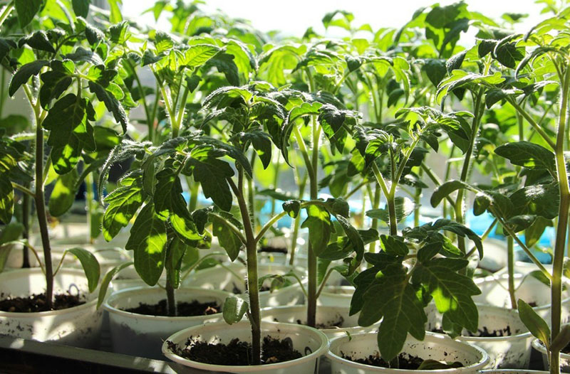 semis de tomates