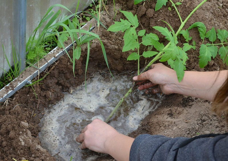 planter des tomates en serre