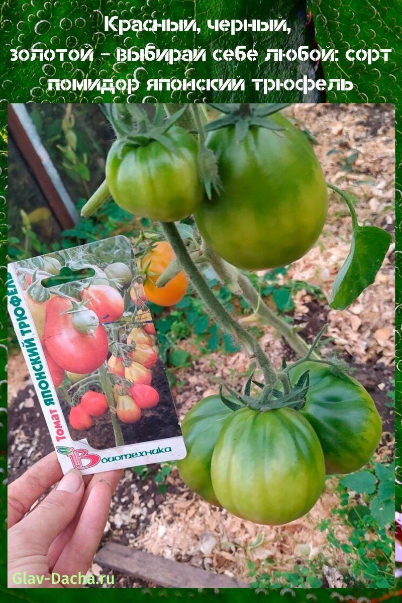 variété de tomate truffe japonaise