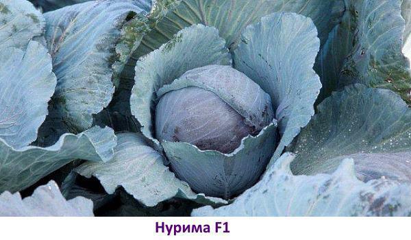 Variedad de col lombarda: Nurima F1