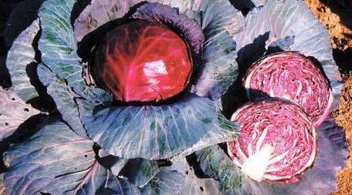 cabezas de col roja