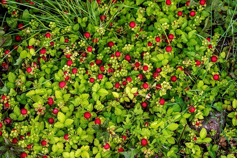 plante ressemblant à la fraise