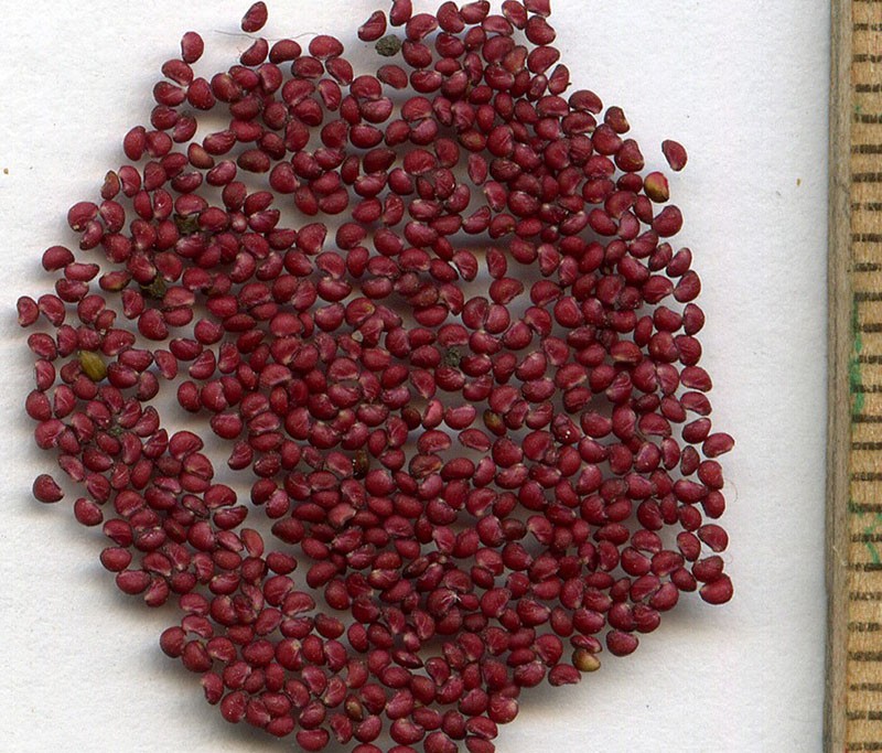 semillas de dusheney
