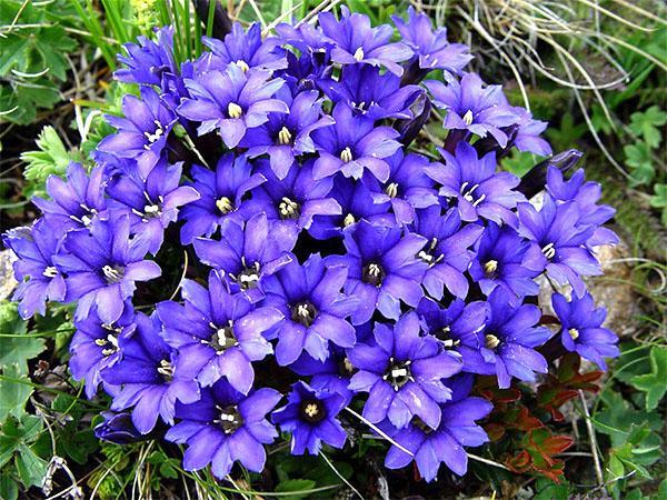 genciana