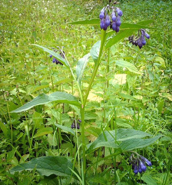 consuelda officinalis