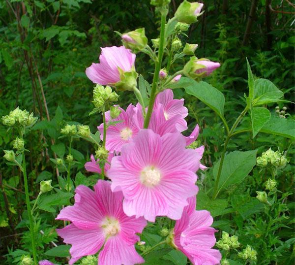 malvavisco officinalis