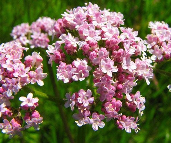 Valeriana officinalis