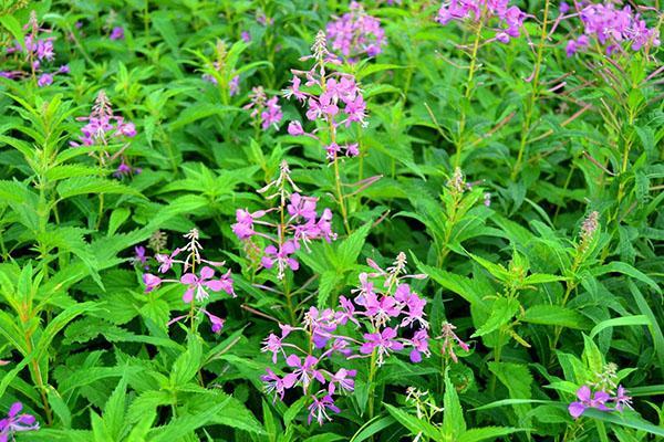 fireweed de hojas estrechas