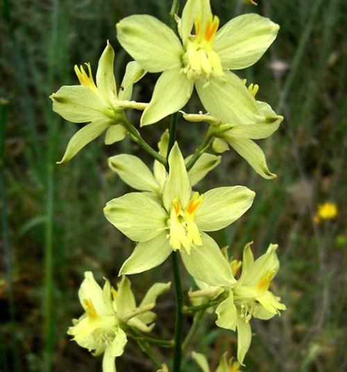 amarillo delfinio