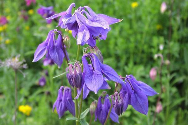 aquilegia ordinaria