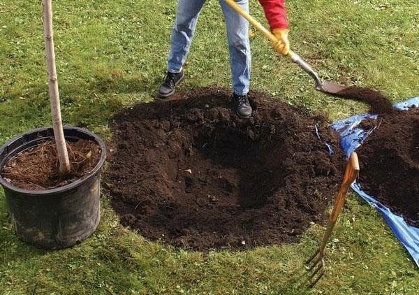 plantar una plántula de castaño comestible