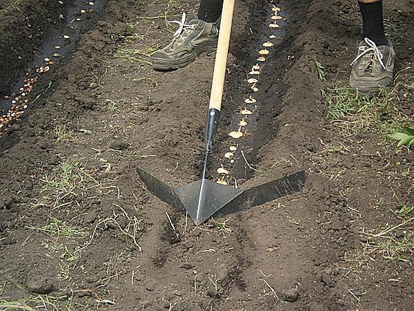 plantar en campo abierto