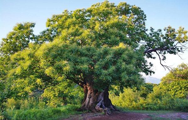 castaña comestible en la naturaleza