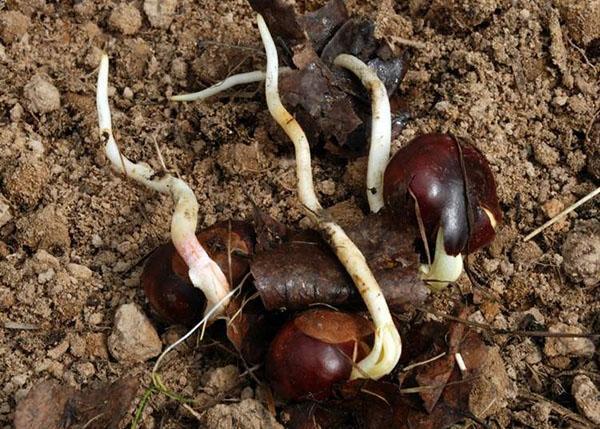 fruto de castaño germinado