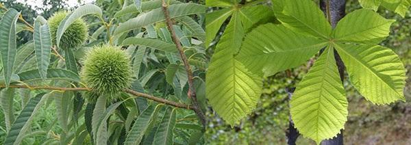 feuilles comestibles et de marronnier d'Inde