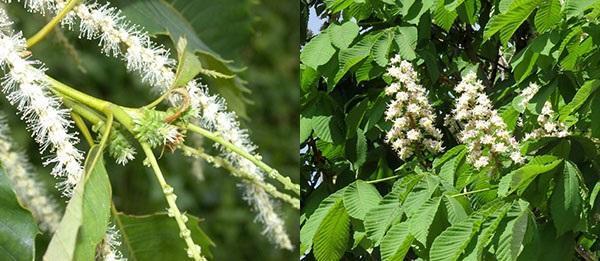 inflorescencias de castaño comestible y de indias