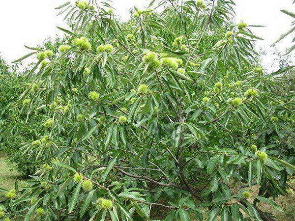 castaño comestible en el lugar