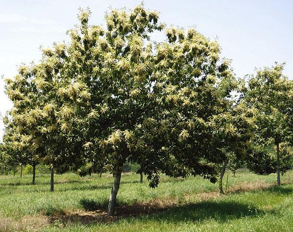 fleurs de châtaignier comestibles