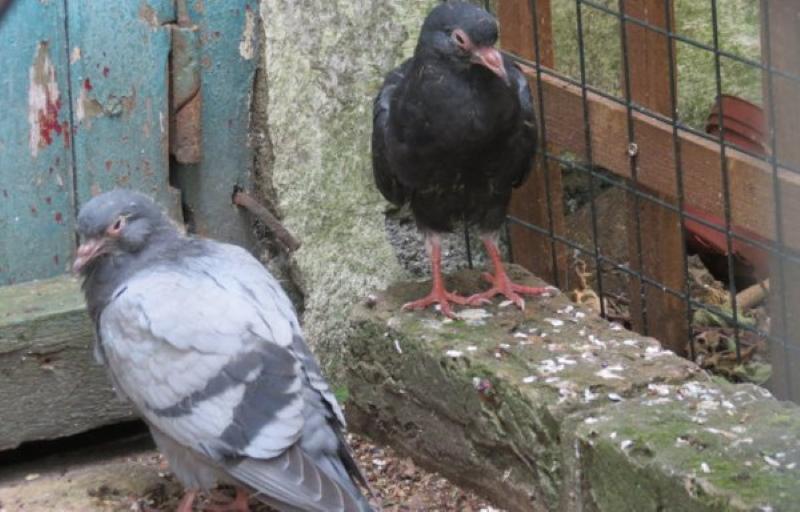 palomas enfermas