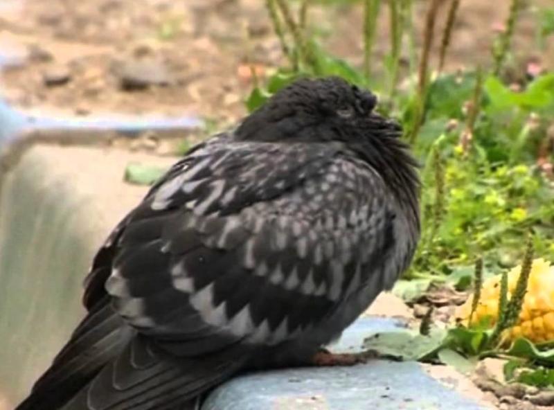 Enfermedades de las palomas y sus síntomas.