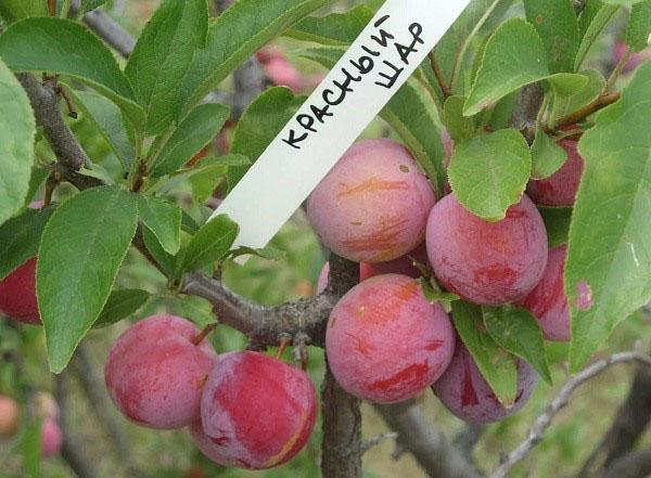 qualité boule rouge